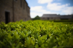 Détail du jardin